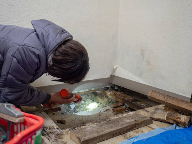  Merlin, OR Mold Removal Pros