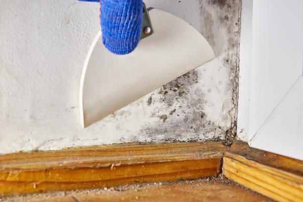 Best Crawl Space Mold Remediation  in Merlin, OR